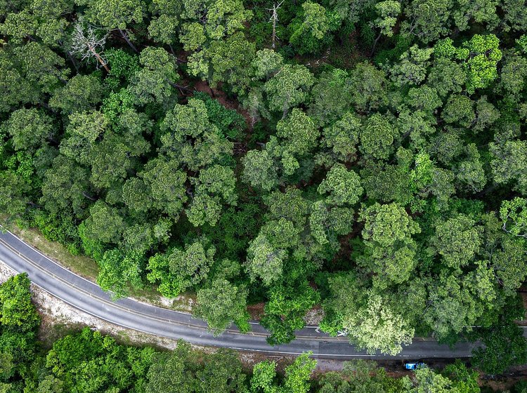 Luftaufnahme von einem Wald mit einer Strasse in der Mitte